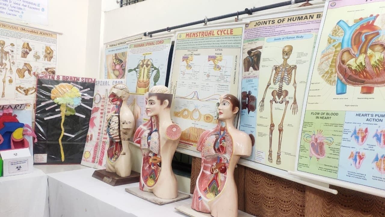 Torso models and system charts used in anatomy teaching