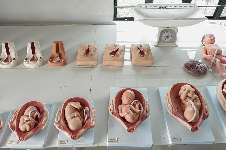 Foetal development models and infant weighing scale